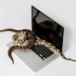 Programmiersprache Python als bildliche Metahper - Python Schlange auf einem Laptop