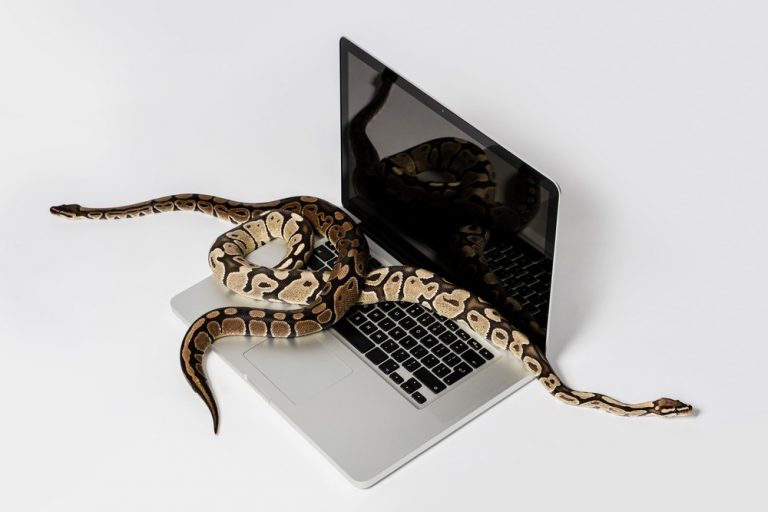 Programmiersprache Python als bildliche Metahper - Python Schlange auf einem Laptop